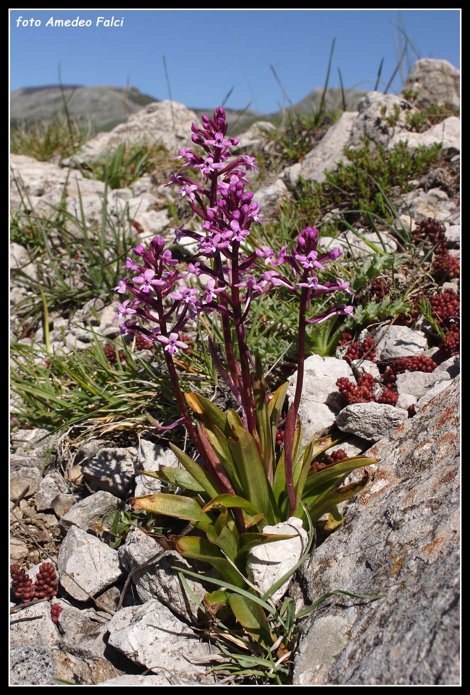 ORCHIDEE DI SICILIA: Orchis brancifortii Bivona Bernardi